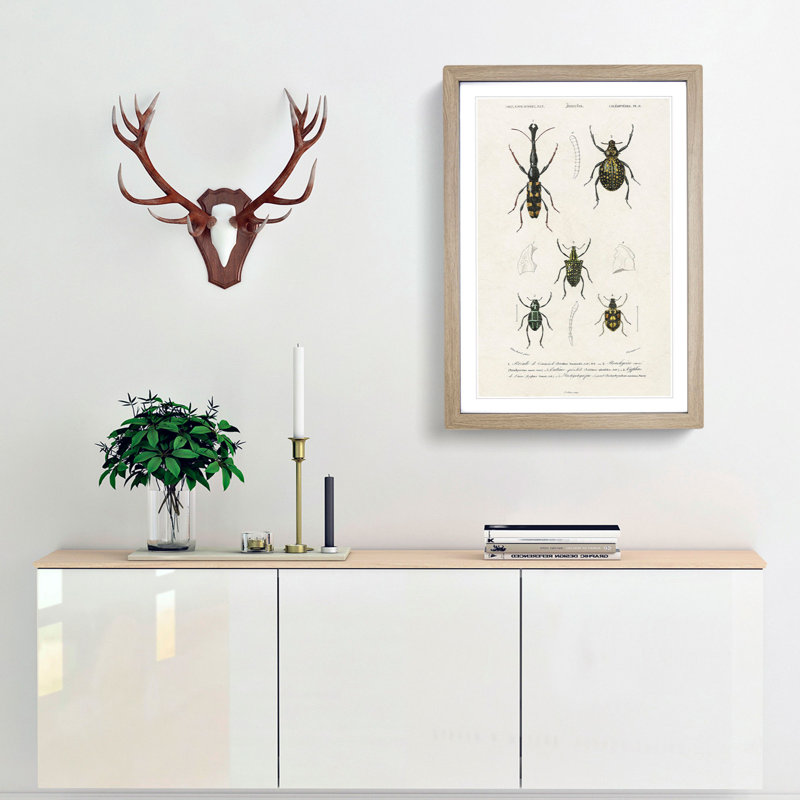 Beetle Illustrations PL.9 by Charles D'Orbigny Framed Print, 45cm H x 33cm W x 2cm D, Oak Framed