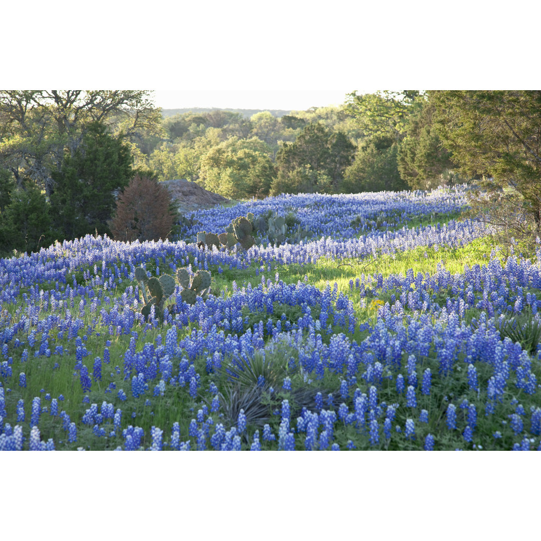 Field Of Texas Bluebonnets Skimmed By Morning Sun by Dhughes9 - No Frame Kunstdrucke auf Leinwand