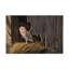 «Ready For The Hunt Barn Owl» par Berrien, impression sur toile tendue-27645544