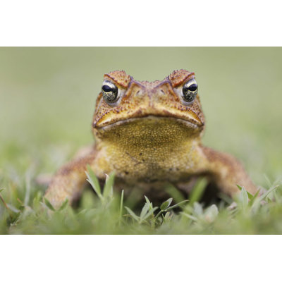 Cane Toad on Grass par Capstoc - Photographie sur toile tendue