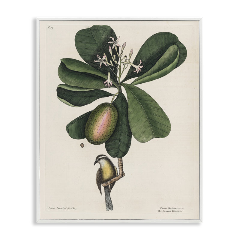 Giclée encadrée Catesby Flora & Fauna, design par Print Collection, H 20 po x l 16 po, Encadrement giclée blanc côtier