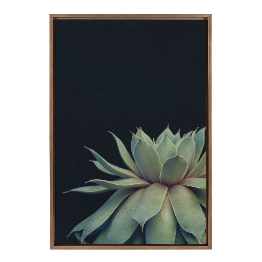 Jasera 'Succulent 8' by F21Images - Floater Frame Photograph Print on Canvas Dakota Fields