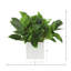 Plante Rohdea Japonica en pot de Fiberstone