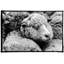 A Fleece In The Crowd Print by Raab, Amy-1204414314-1204414313