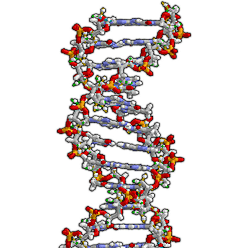 Dna Cardboard Standup