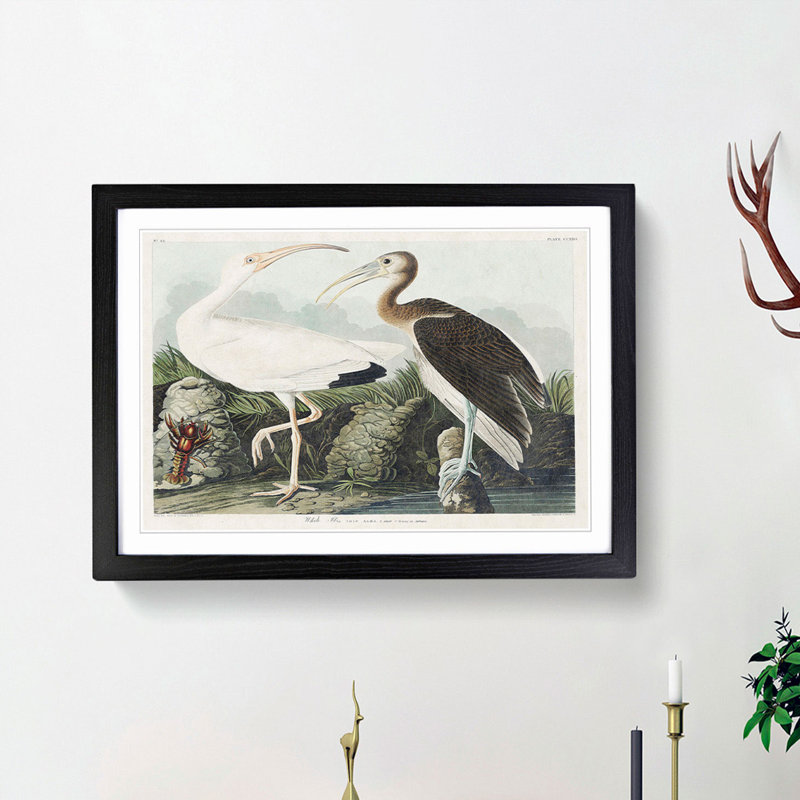 White Ibis Bird & Lobster by John Audubon - Framed Print, 48cm H x 65cm W x 2cm D, Black Framed