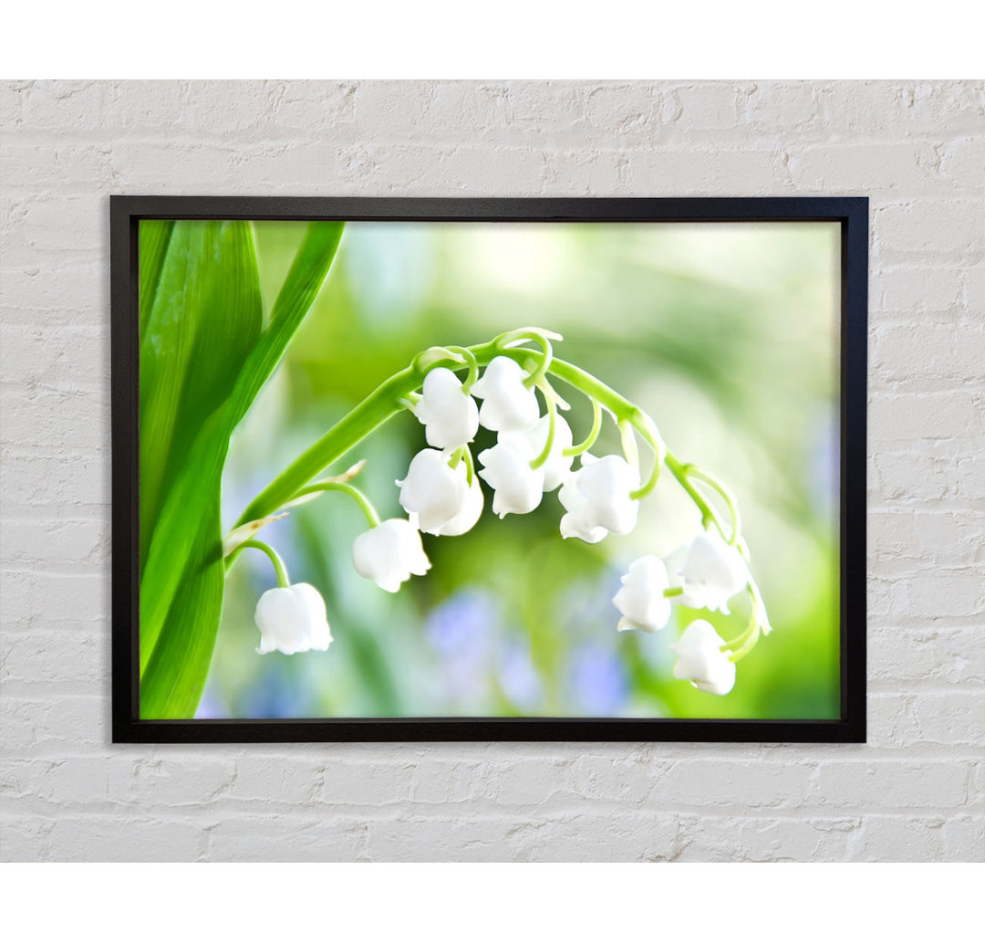 Lily Of The Valley - Einzelbildrahmen Kunstdrucke auf Leinwand