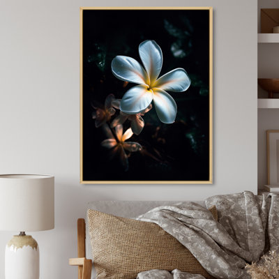 Blanc et noir exotique Plumeria Bloom III