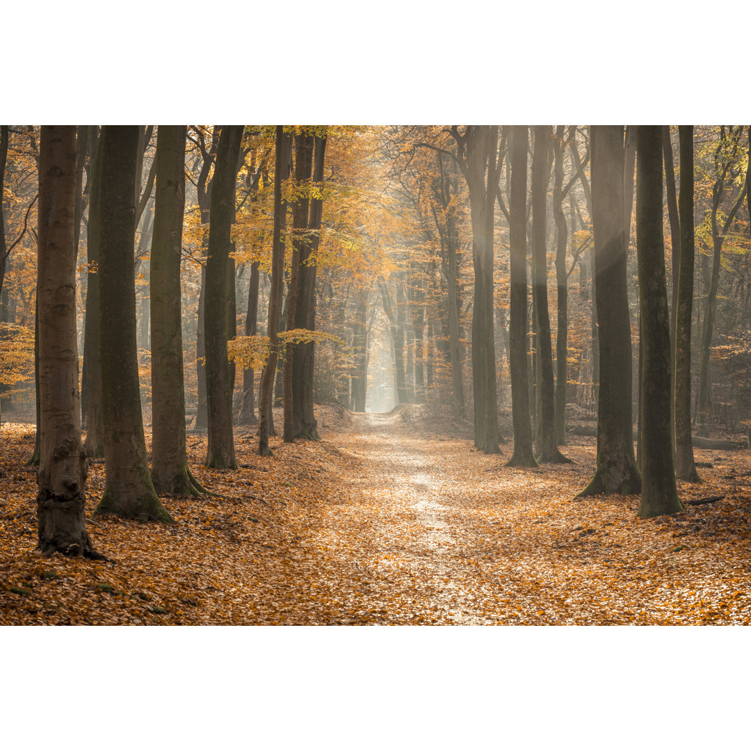 Pfad durch einen nebligen Wald von Sjo - Drucken