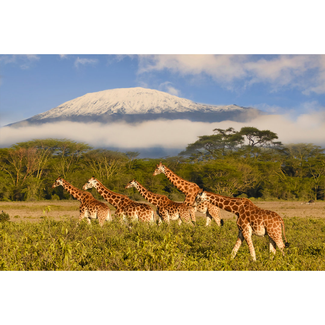 Flagler Flagler Giraffes And Mount Kilimanjaro by Christiane Schwerin - Wrapped Canvas Print