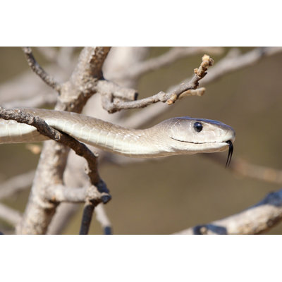" Closeup Of Black Mamba Snake "