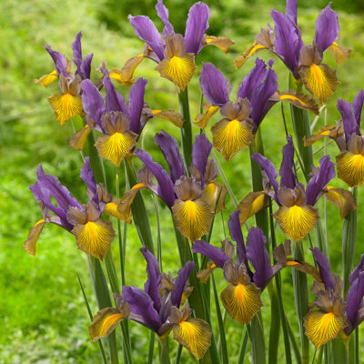 Van Zyverden Dutch Iris Picasso Set of 25 Bulbs