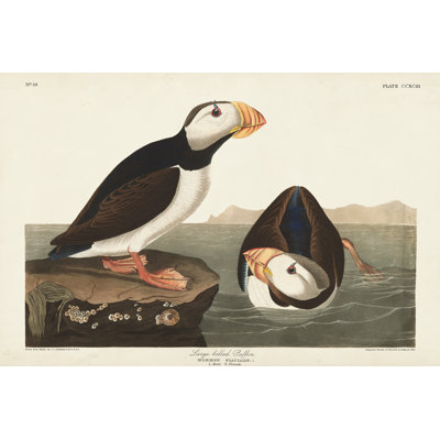 Macareux moine PL 293