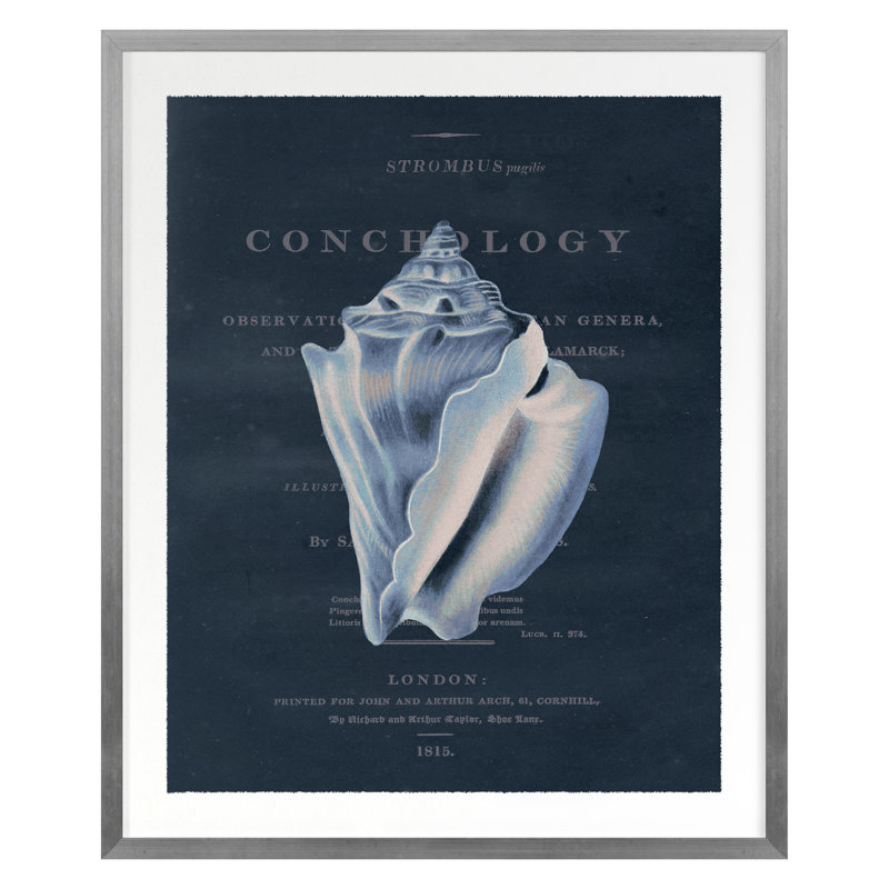 Conchology Strombus Pugilusby par Porter Design - impression d'un seul cadre