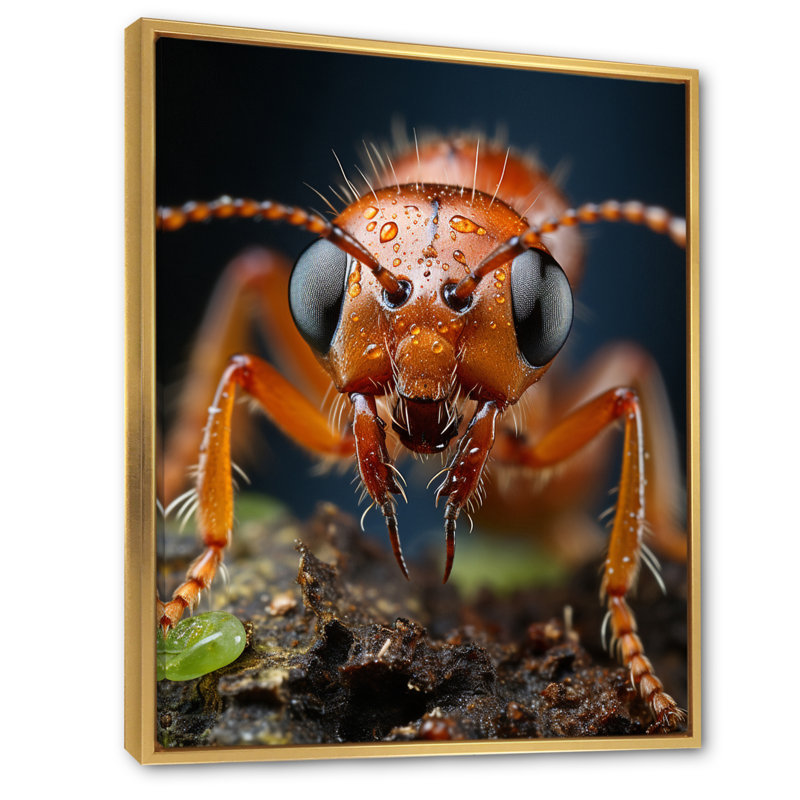«Ant Delicate Explorer IV», reproduction sur toile, H 40 po x l 30 po x P 1,5 po, Cadre flottant doré