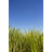 Sugar Cane Crop by Davidf-1774173593