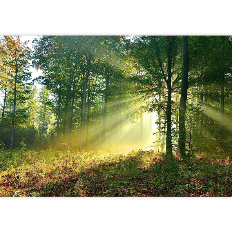 Panneau mural Sunshine Sunlight Ray Spring Forest, L 96 po x l 66 po