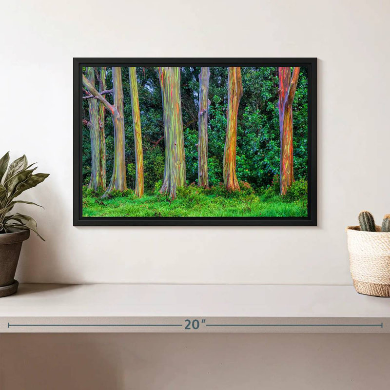 Harnek Eucalyptus Rainbow Trees, 9" H x 13" W