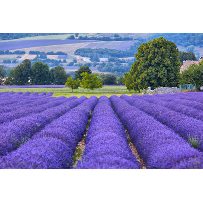 " Lavander Fields " by Bbsferrari