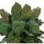 Aglomenia Chinese Evergreen UV Plant