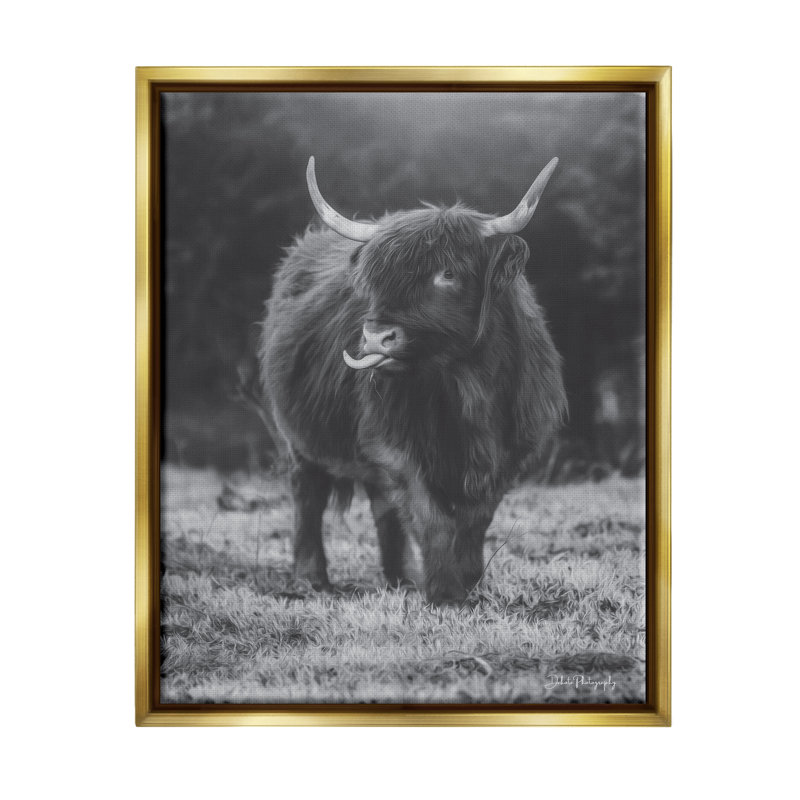 Vache Highland monochrome - photographie, H 21 po x l 17 po x P 1,7 po, Cadre flottant métallique doré