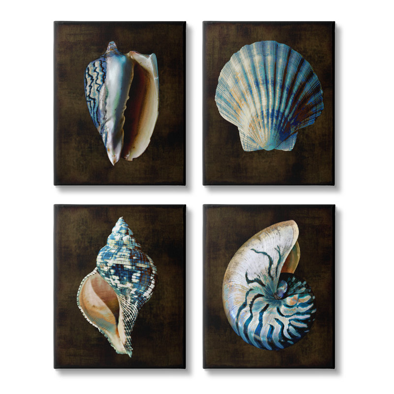 «Seashells On Black On Canvas» par Caroline Kelly, impression sur toile, H 20 po x l 16 po x P 1,5 po