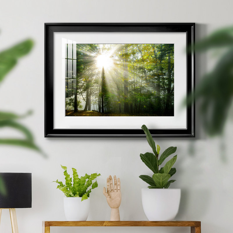 Light and Trees II - Photographie avec cadre, Cadre noir, H 18,5 po x l 24,5 po x P 1,5 po