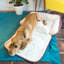 Quilted Luxurious Pet Bed with Cosy Roll Out Blanket -1869394216