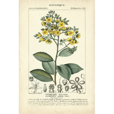 Botanique Study In Yellow II by Turpin - No Frame Painting on Canvas