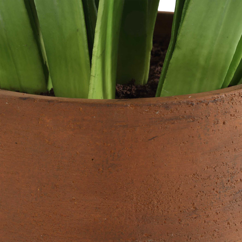 Hyacinthe en pot Uttermost Sincerity