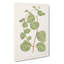 Leaves Of A Plant by Benjamin Fawcett - Wrapped Canvas-55311093