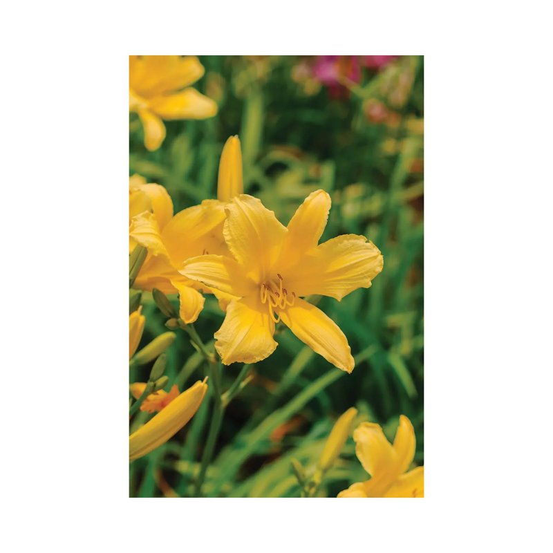 Daylily Garden IV 1 Piece Wall Art on Canvas, 101.6cm H x 66.04cm W x 3.81cm D, Wrapped Canvas