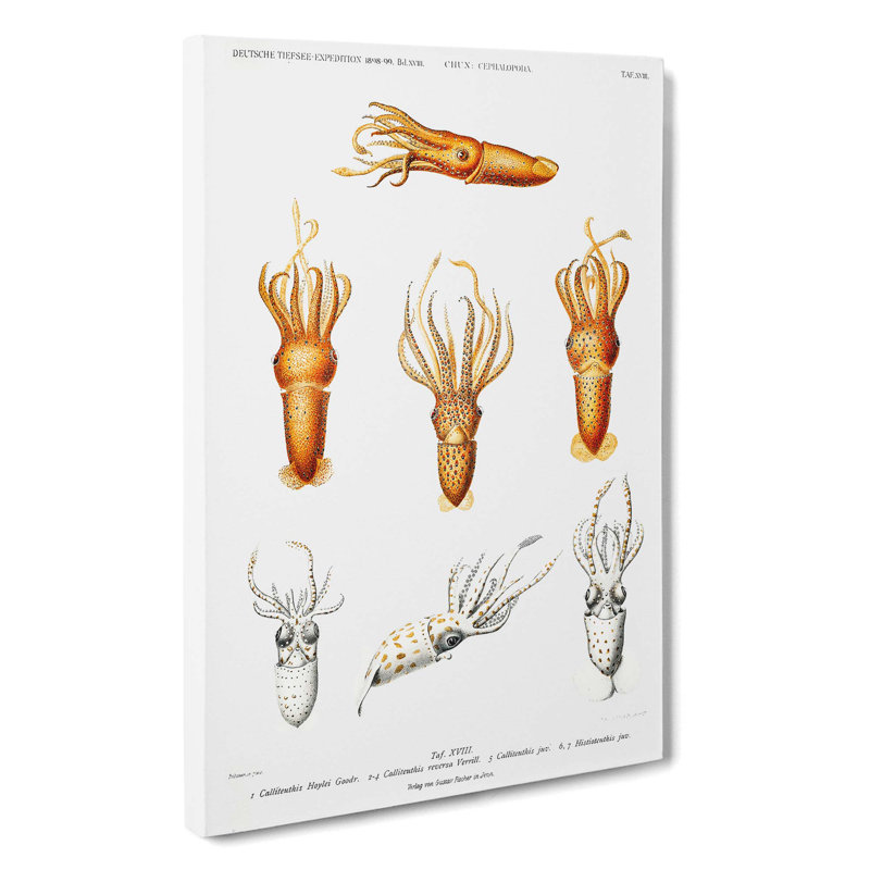 Squid Varieties by Carl Chun - Wrapped Canvas Painting, 60cm H x 40cm W x 3cm D