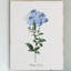 « cape leadwort », reproduction d’art sur toile tendue-22481660