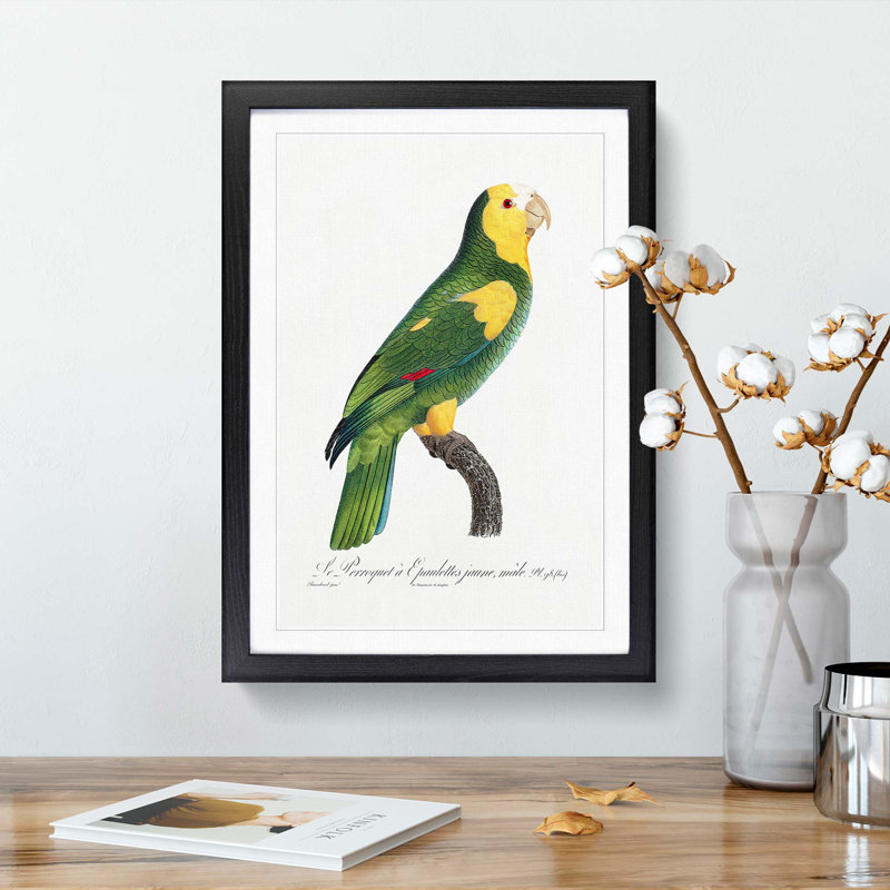A Yellow-Shouldered Parrot by F. Levaillant - Single Picture Frame Painting, 33cm H x 24cm W x 2cm D, Black Framed