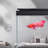 Black Minimalist Rectangular Eco Aquarium Tank