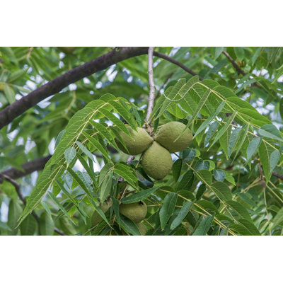 " Walnut Fruits " by Nickkurzenko