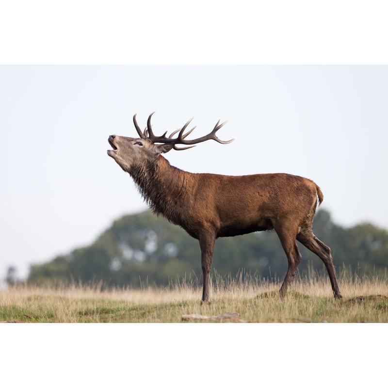 Red Deer by DamianKuzdak - Wrapped Canvas Print, 51cm H x 76cm W x 3.8cm D