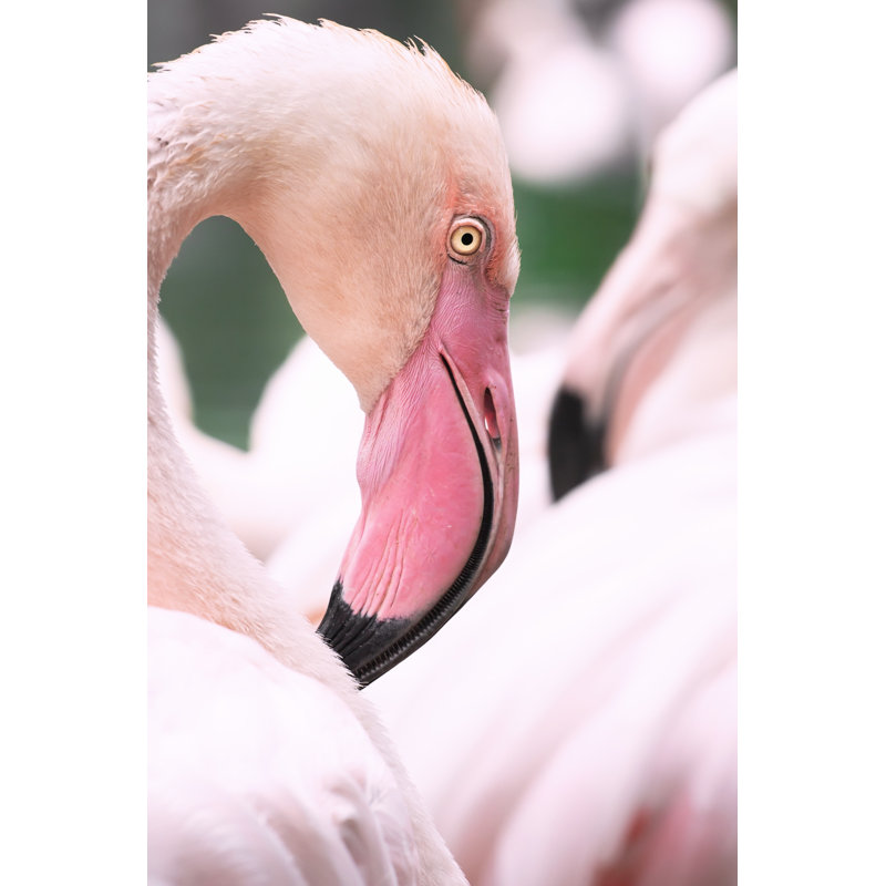 Pink Flamingos by Dkart - Wrapped Canvas Print, 91cm H x 61cm W
