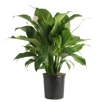 Peace Lily in Nursery Pot