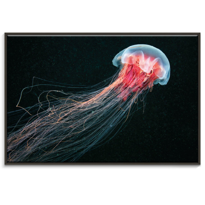 Print on Canvas, Black, 51cm H x 76cm W