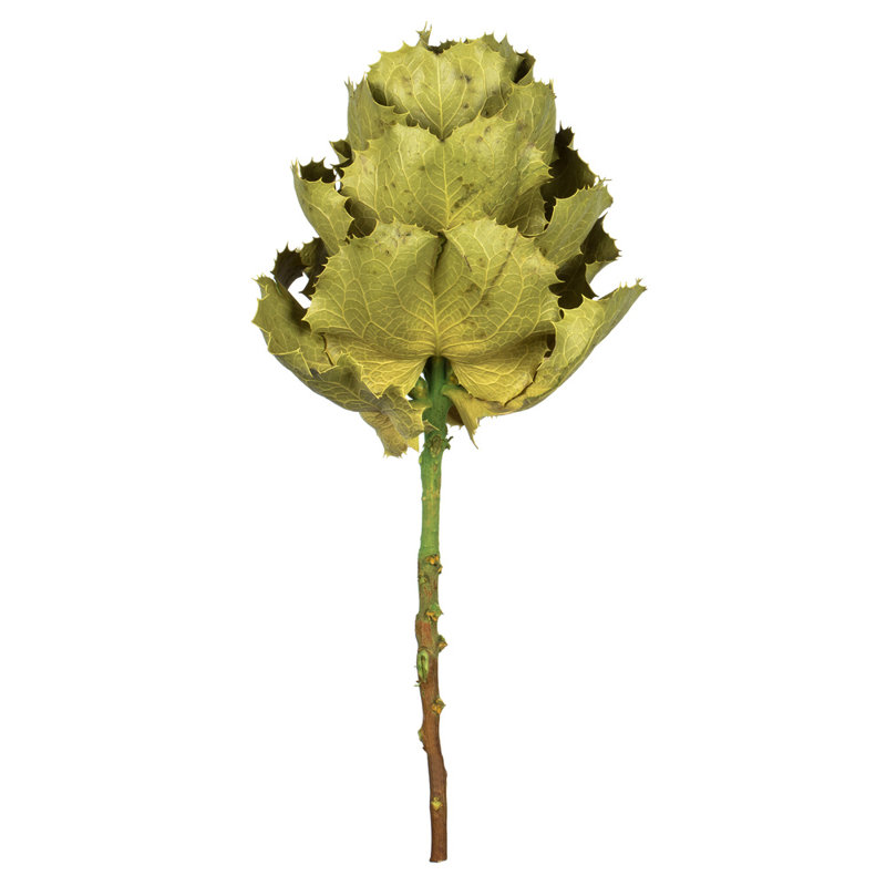 Vickerman 8" flower Basil Queen Flower, 1 stem, Dried