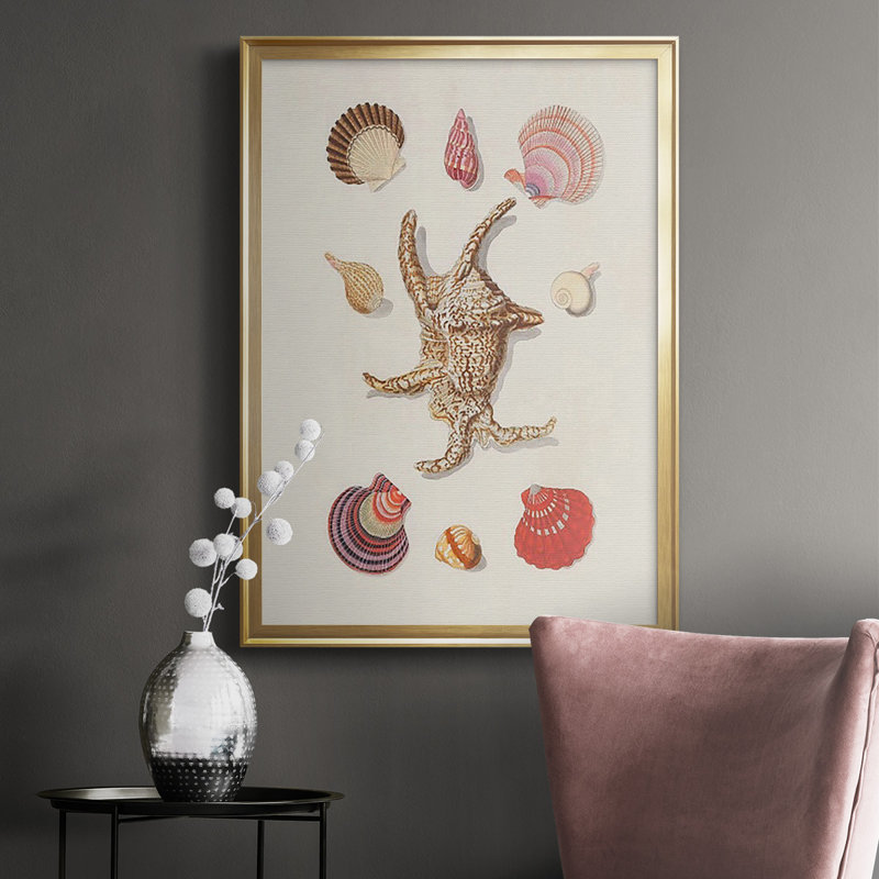 Knorr Shells & Coral II, reproduction encadrée de qualité supérieure - prête à être accrochée, Encadrement doré