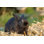 Lapin de Pâques par Clauds - Photographie sur toile tendue