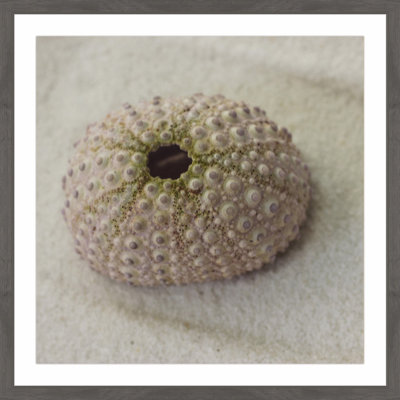 «Chiffon Urchin Shell», reproduction encadrée