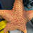Comic Cushion Starfish Statue