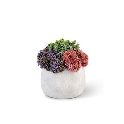Functional Beauty Sedum Arrangement