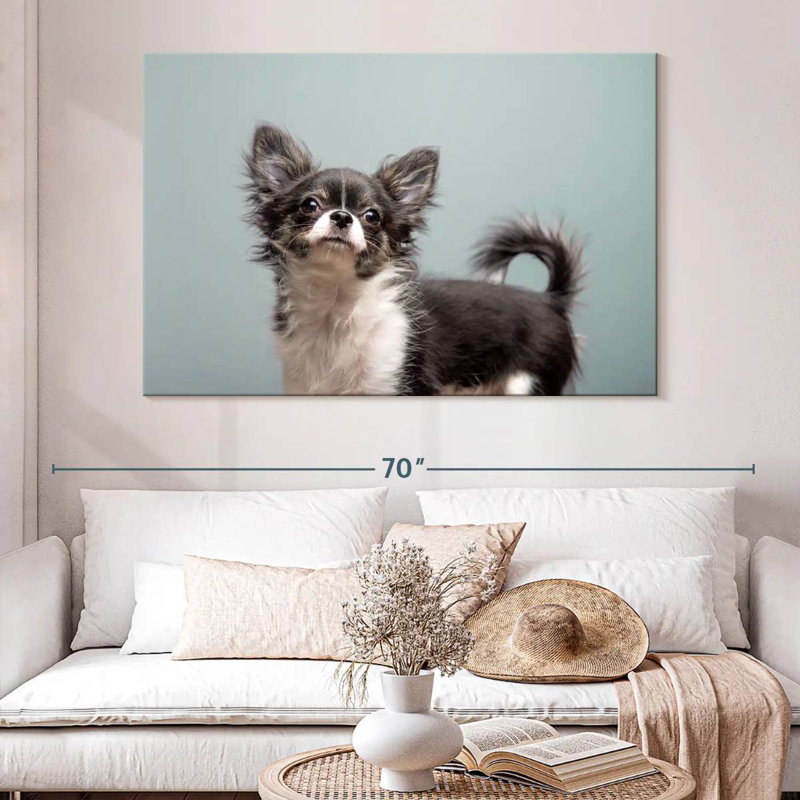 Brampt Long Haired Chihuahua, 34" H x 51" W