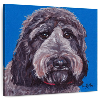 Crowle Labradoodle