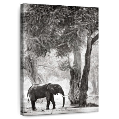 Brampt Wandering Elephant